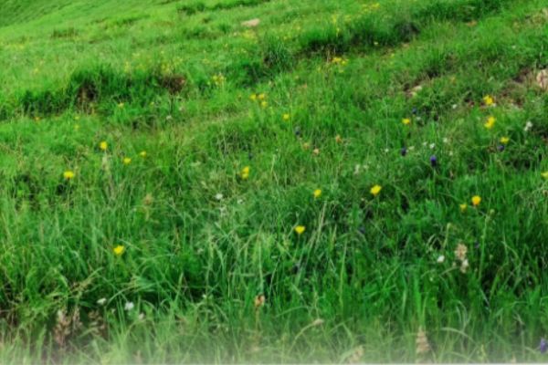 Velkommen til Jorden – Assisi Velsignelser